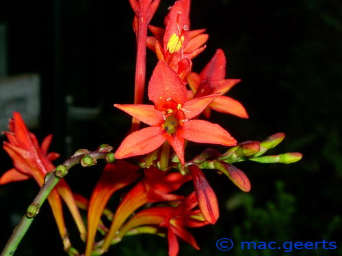 Crocosmia 'Natal'